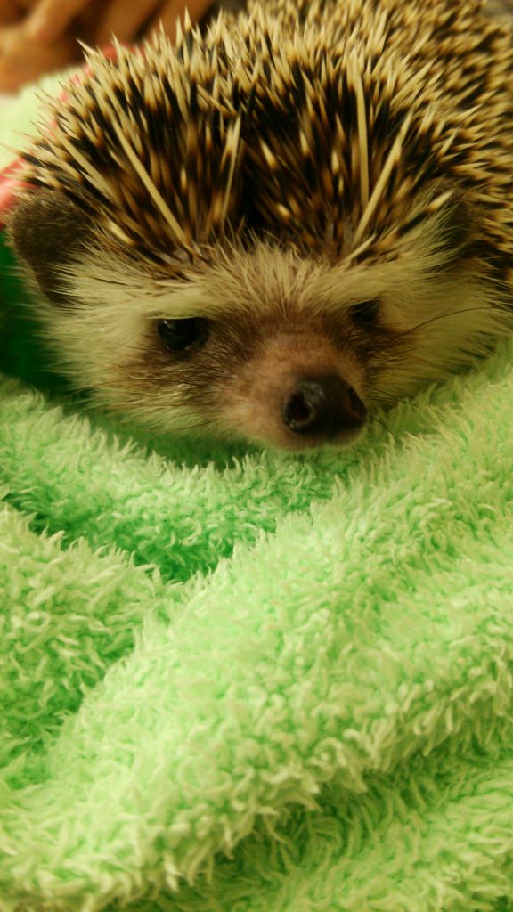 ふく丸と関取の動き方がほんのり似ている！？