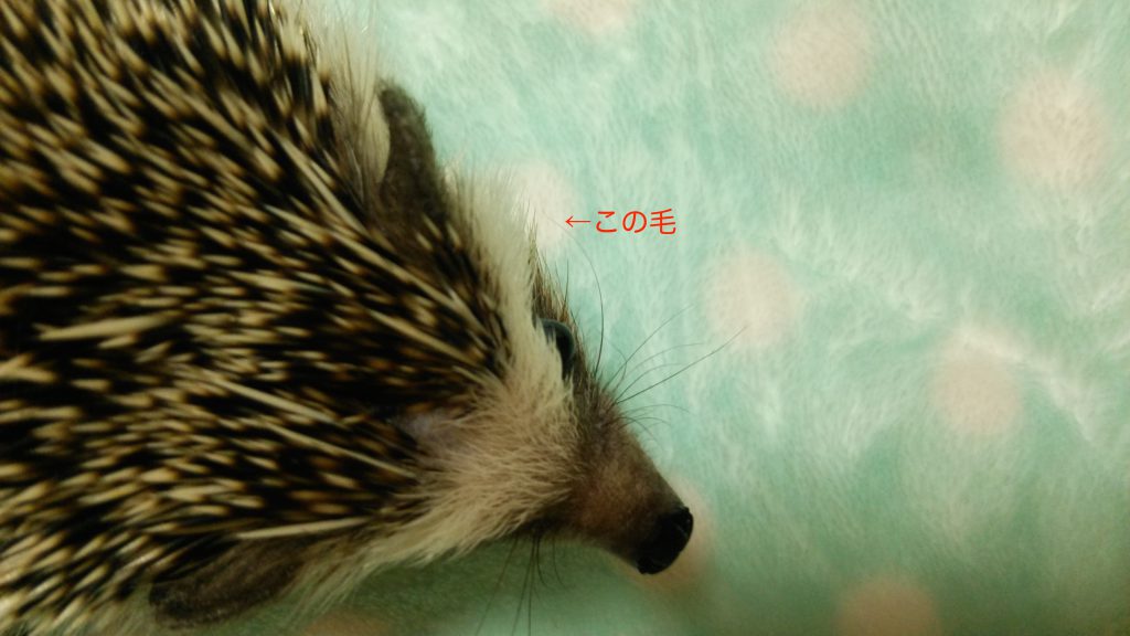 ふく丸のトミーチ現象