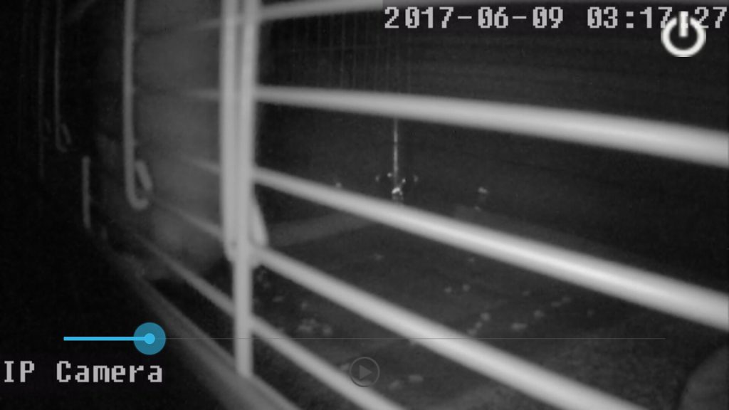 前足を怪我した…？(後編)