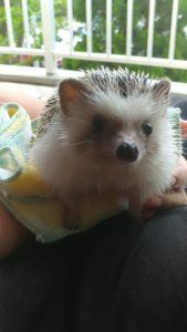 たまーに日光浴